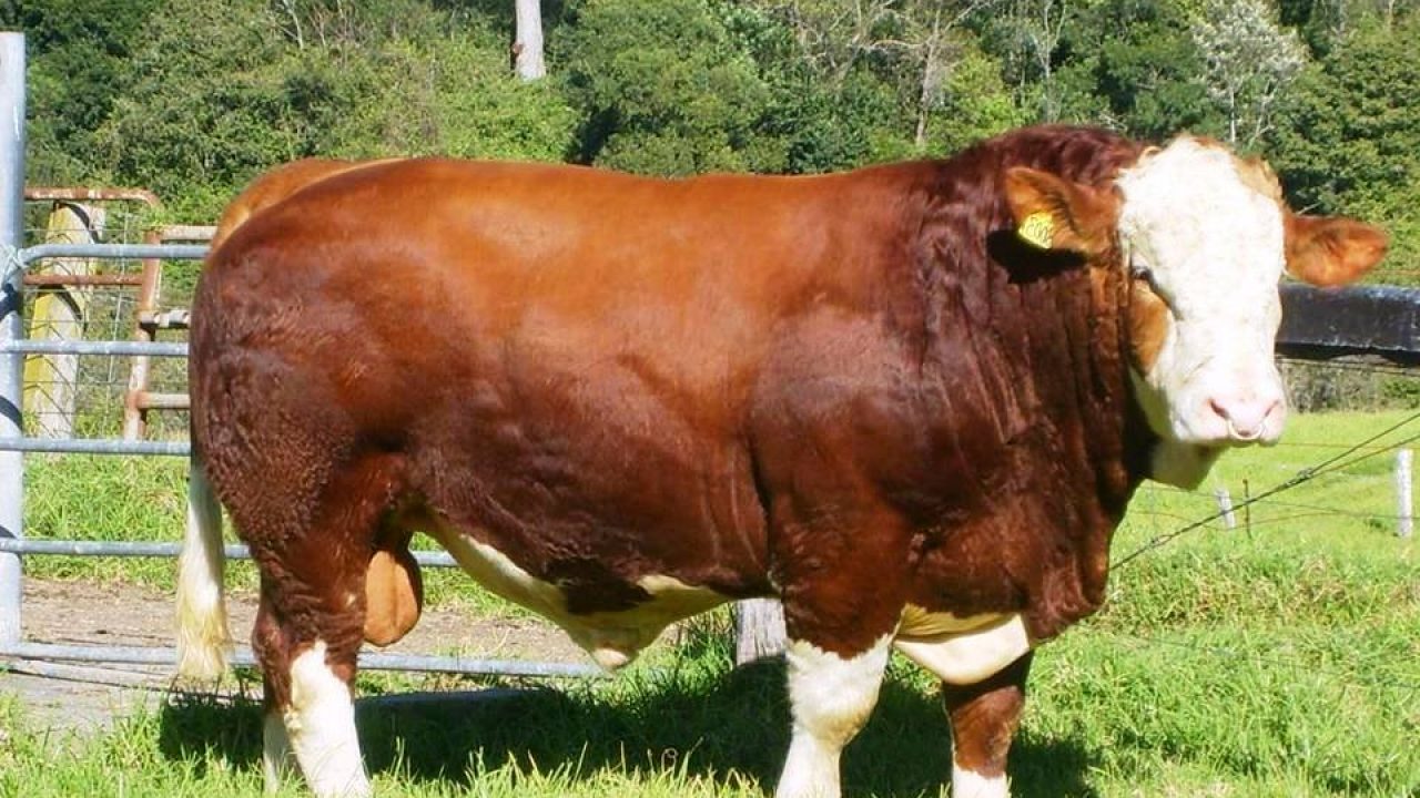 Simmental