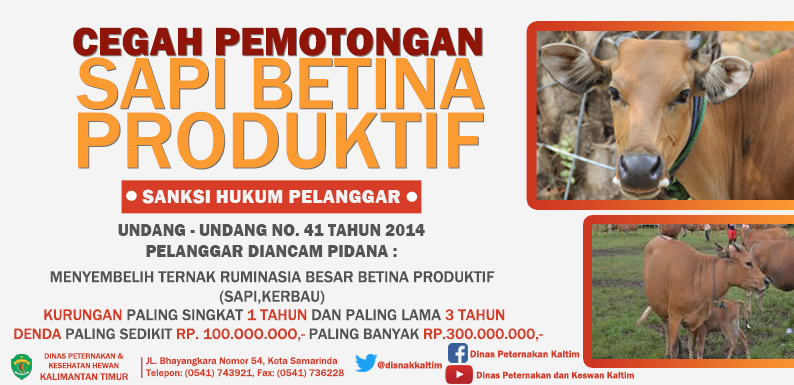 Sapi Betina Produktif